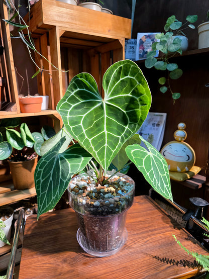 Anthurium clarinervium 圓葉花燭