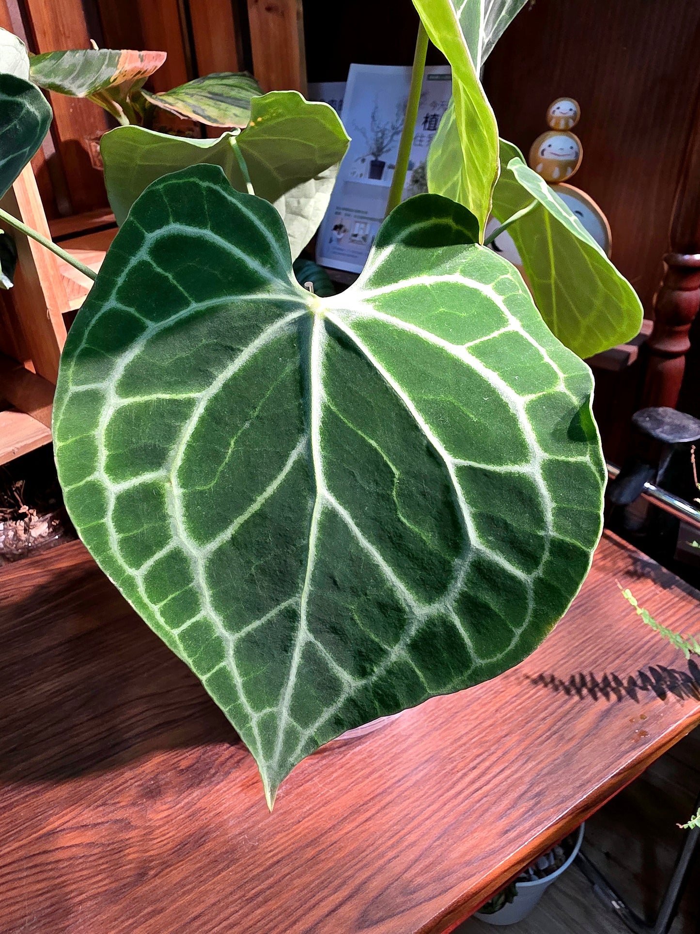 Anthurium clarinervium 圓葉花燭