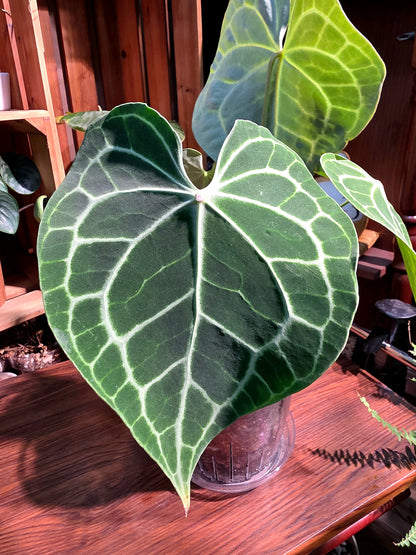 Anthurium clarinervium 圓葉花燭