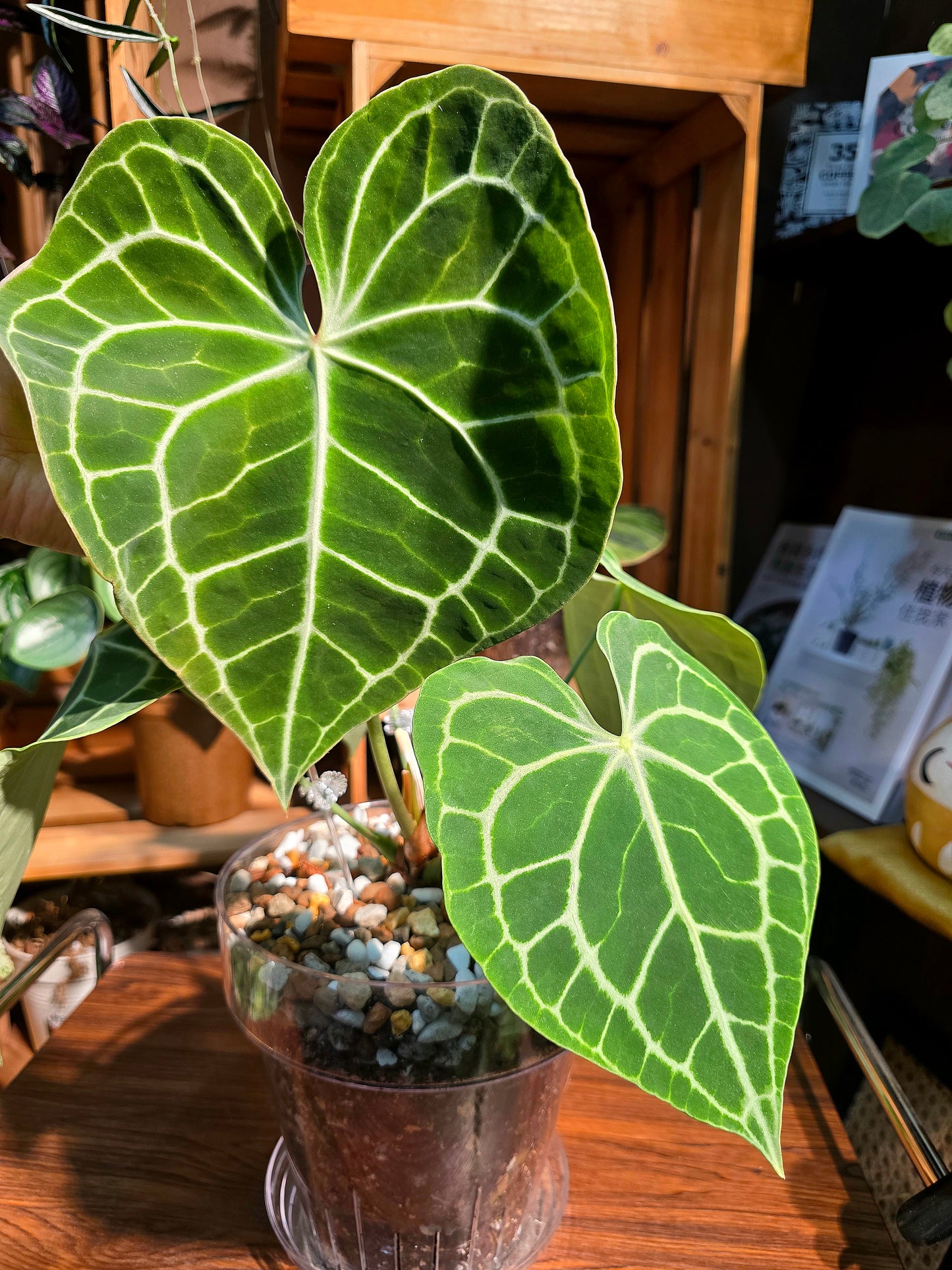 Anthurium clarinervium 圓葉花燭
