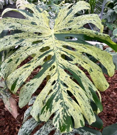 Monstera deliciosa Bulbasaur 妙蛙種子龜背竹