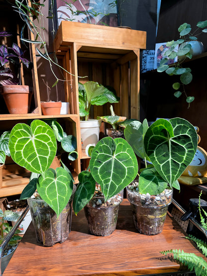 Anthurium clarinervium 圓葉花燭