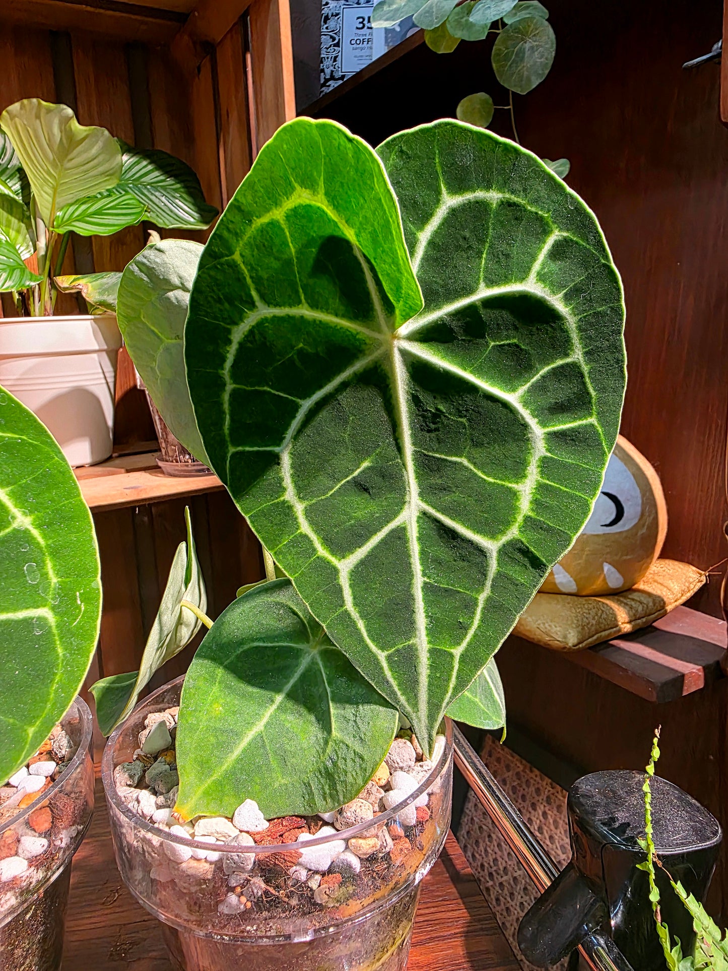 Anthurium clarinervium 圓葉花燭