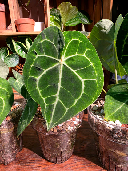 Anthurium clarinervium 圓葉花燭