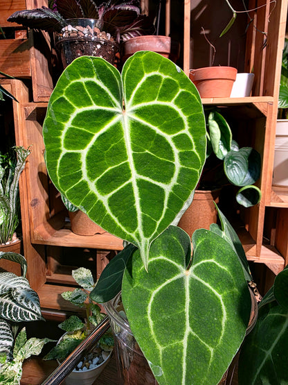 Anthurium clarinervium 圓葉花燭