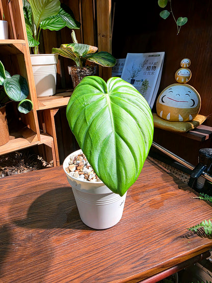 Philodendron mcdowell 麥克蔓綠絨