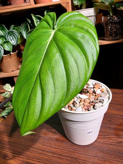 Philodendron mcdowell 麥克蔓綠絨