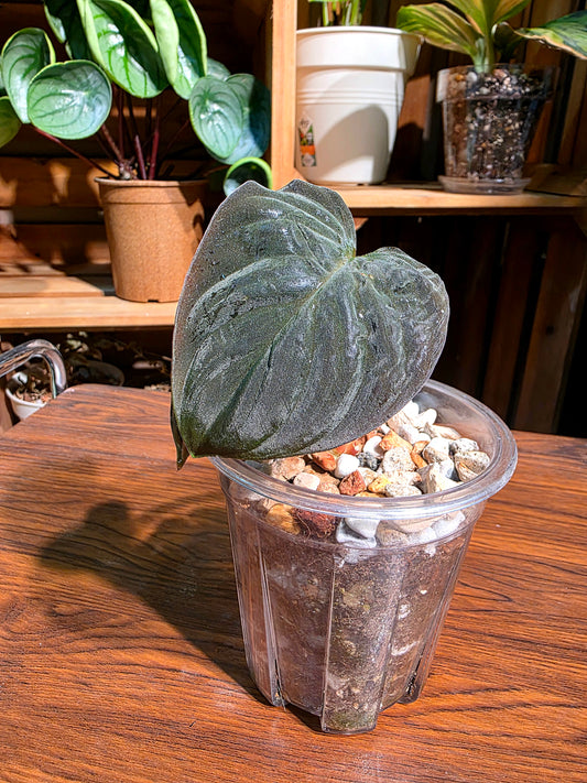 Homalomena humilis 絨面千年健