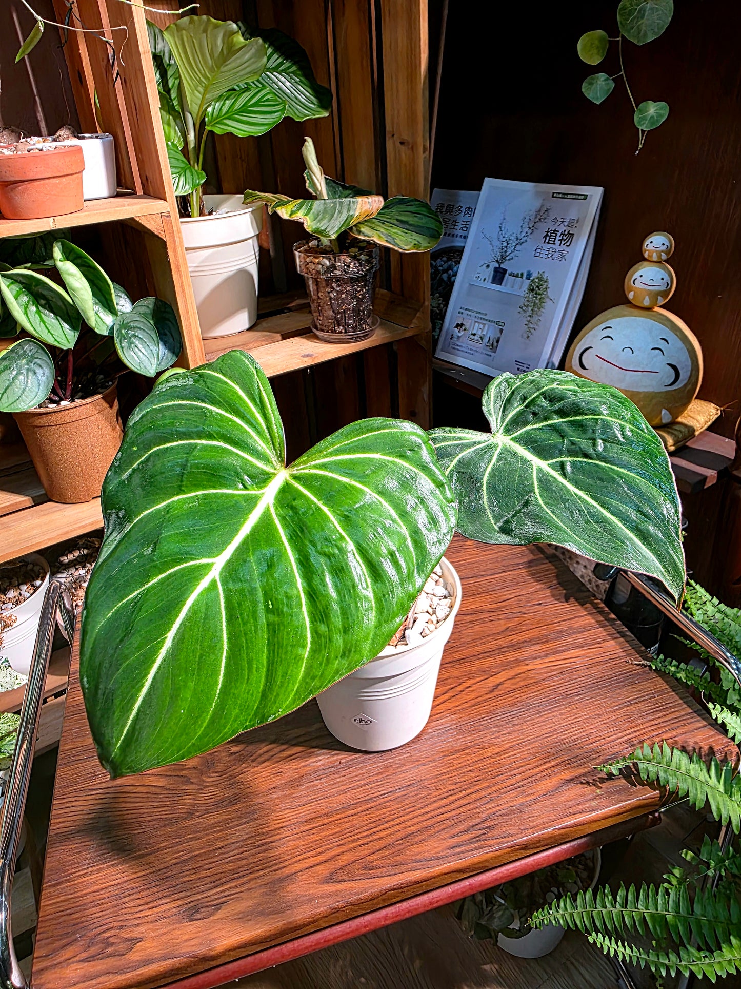 Philodendron gloriosum 錦緞蔓綠絨