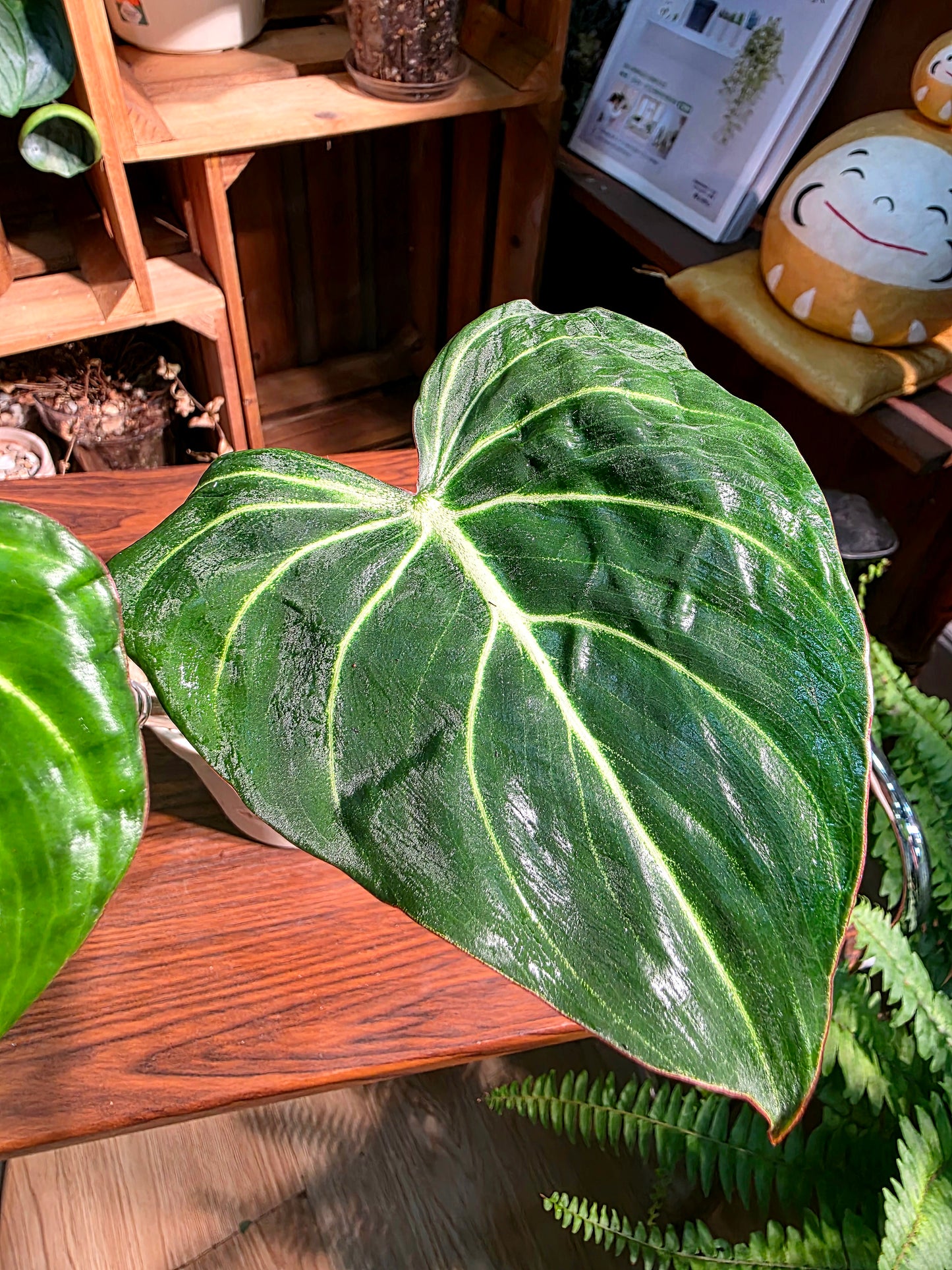 Philodendron gloriosum 錦緞蔓綠絨