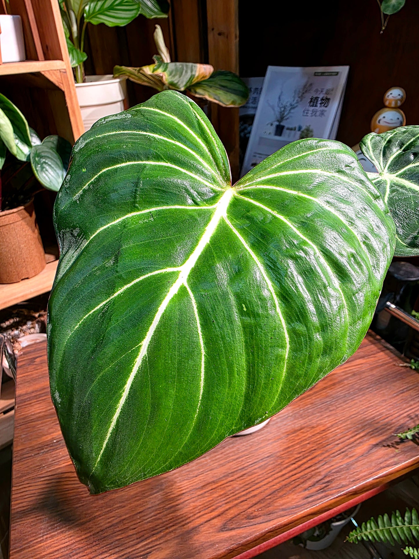 Philodendron gloriosum 錦緞蔓綠絨