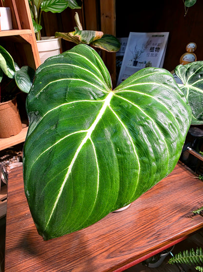 Philodendron gloriosum 錦緞蔓綠絨