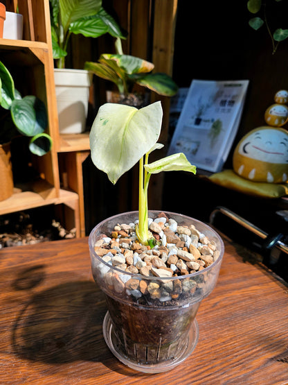 Monstera white monster 白怪獸龜背竹