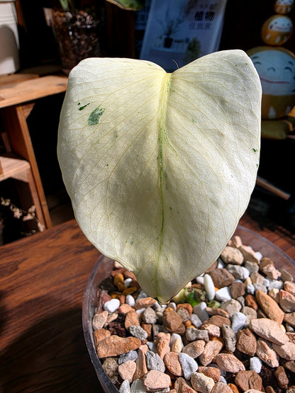 Monstera white monster 白怪獸龜背竹