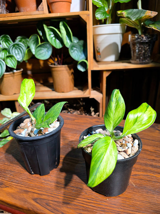 Raphidophora dragons tail aurea variegated 龍尾崖邊藤錦