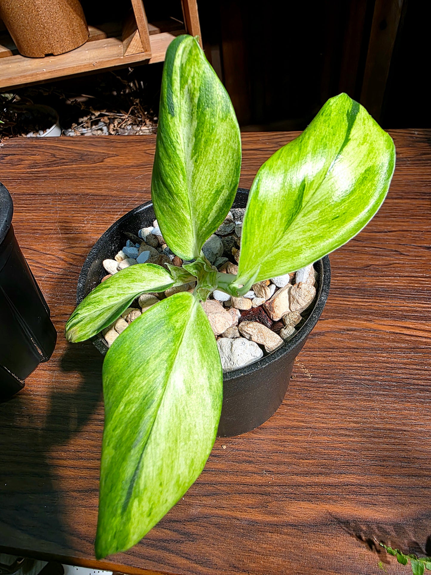 Raphidophora dragons tail aurea variegated 龍尾崖邊藤錦