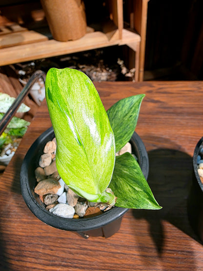 Raphidophora dragons tail aurea variegated 龍尾崖邊藤錦