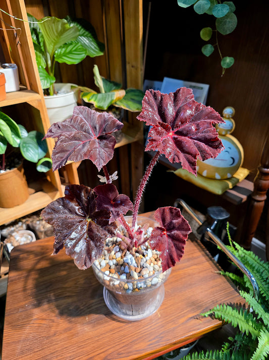 Begonia sp 鬼燈丸秋海棠