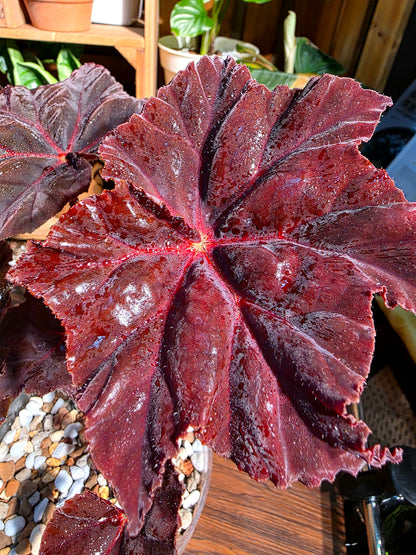 Begonia sp 鬼燈丸秋海棠