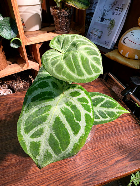 Anthurium dorayaki 銅鑼燒花燭
