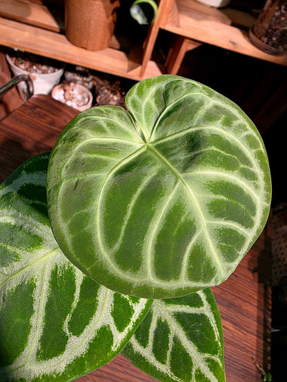 Anthurium dorayaki 銅鑼燒花燭