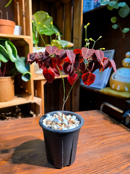Oxalis Hedysaroides 小紅楓