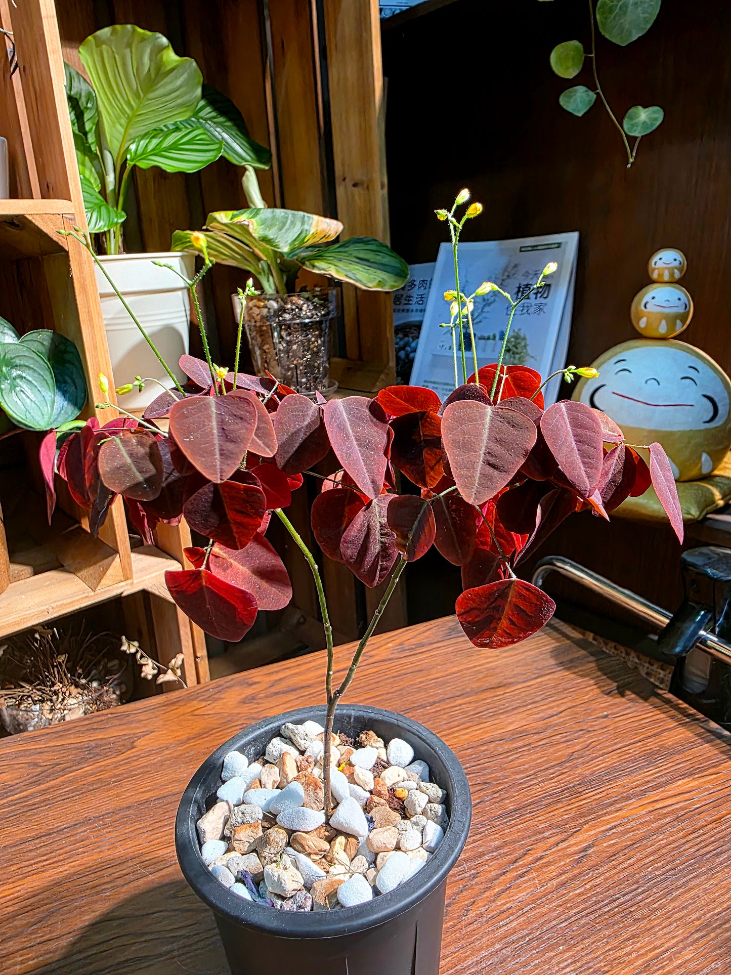 Oxalis Hedysaroides 小紅楓