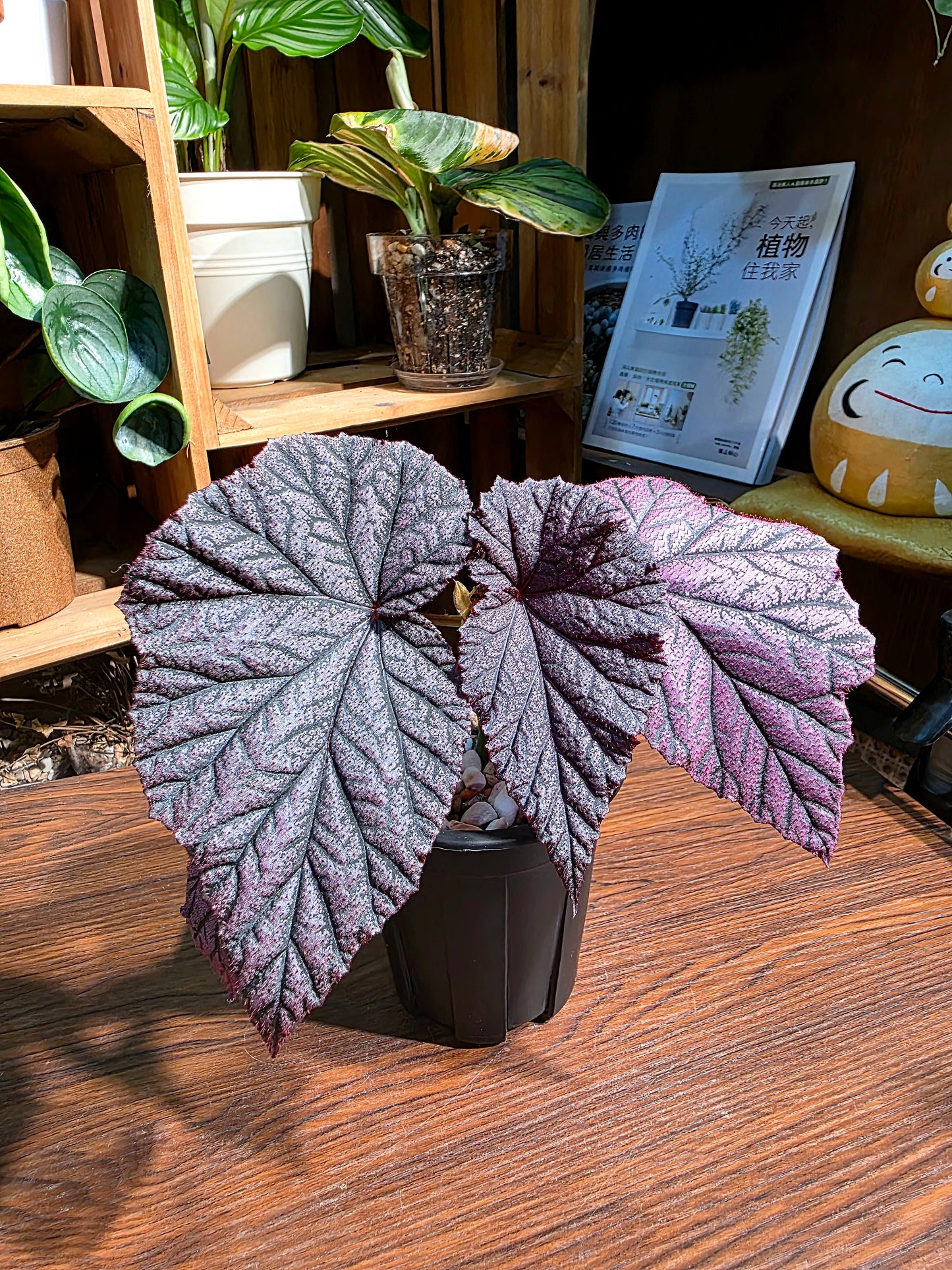 Begonia tingley mallet 丁力秋海棠
