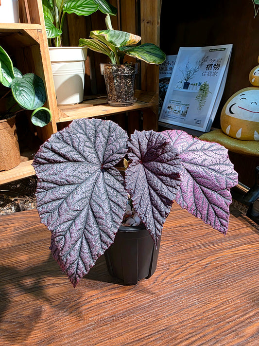 Begonia tingley mallet 丁力秋海棠