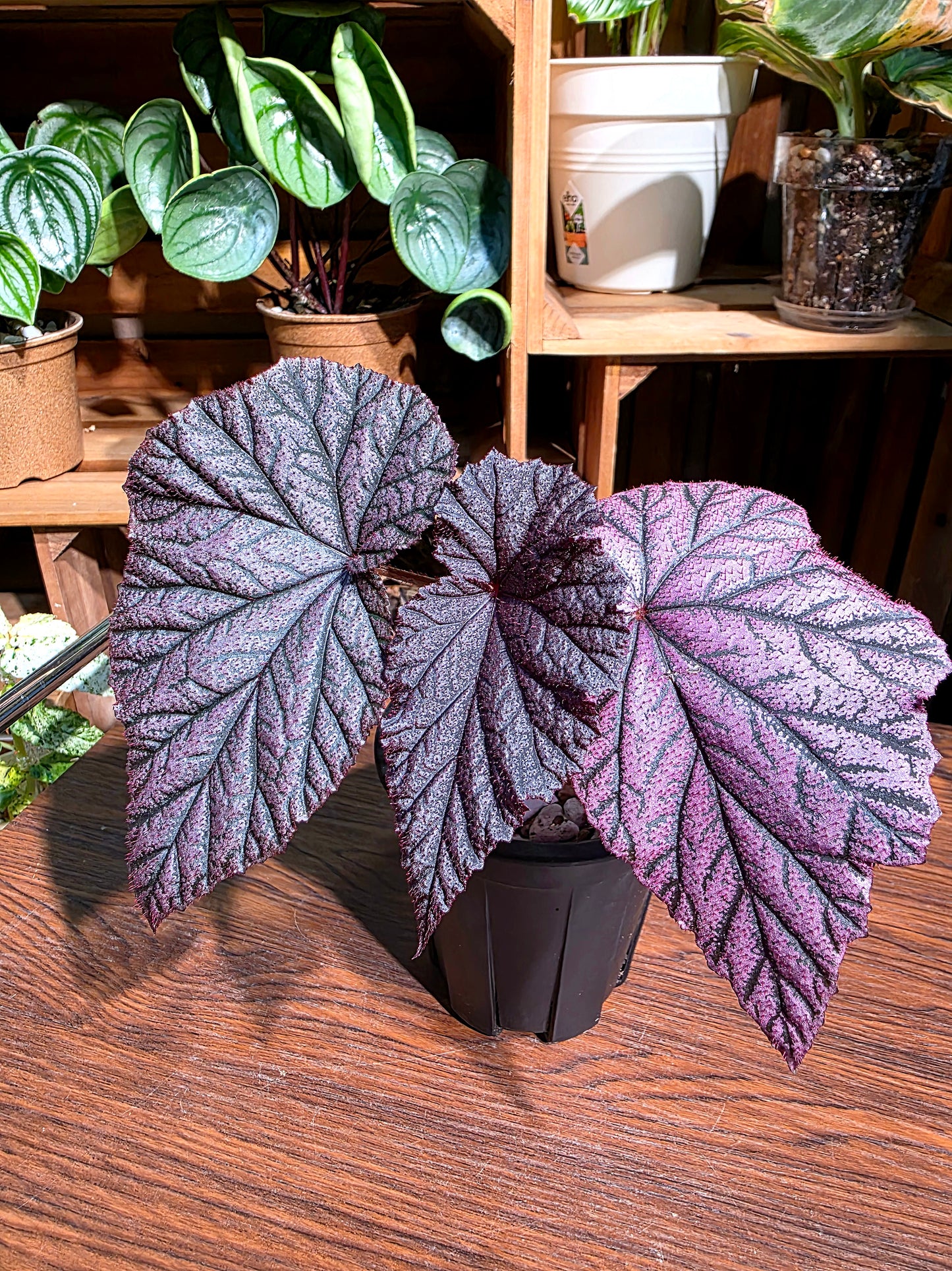 Begonia tingley mallet 丁力秋海棠