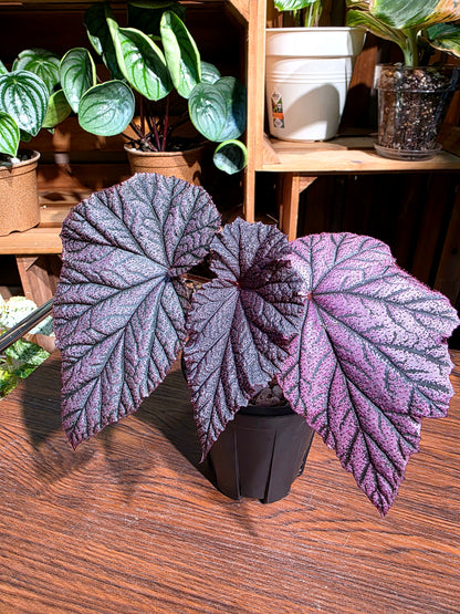 Begonia tingley mallet 丁力秋海棠