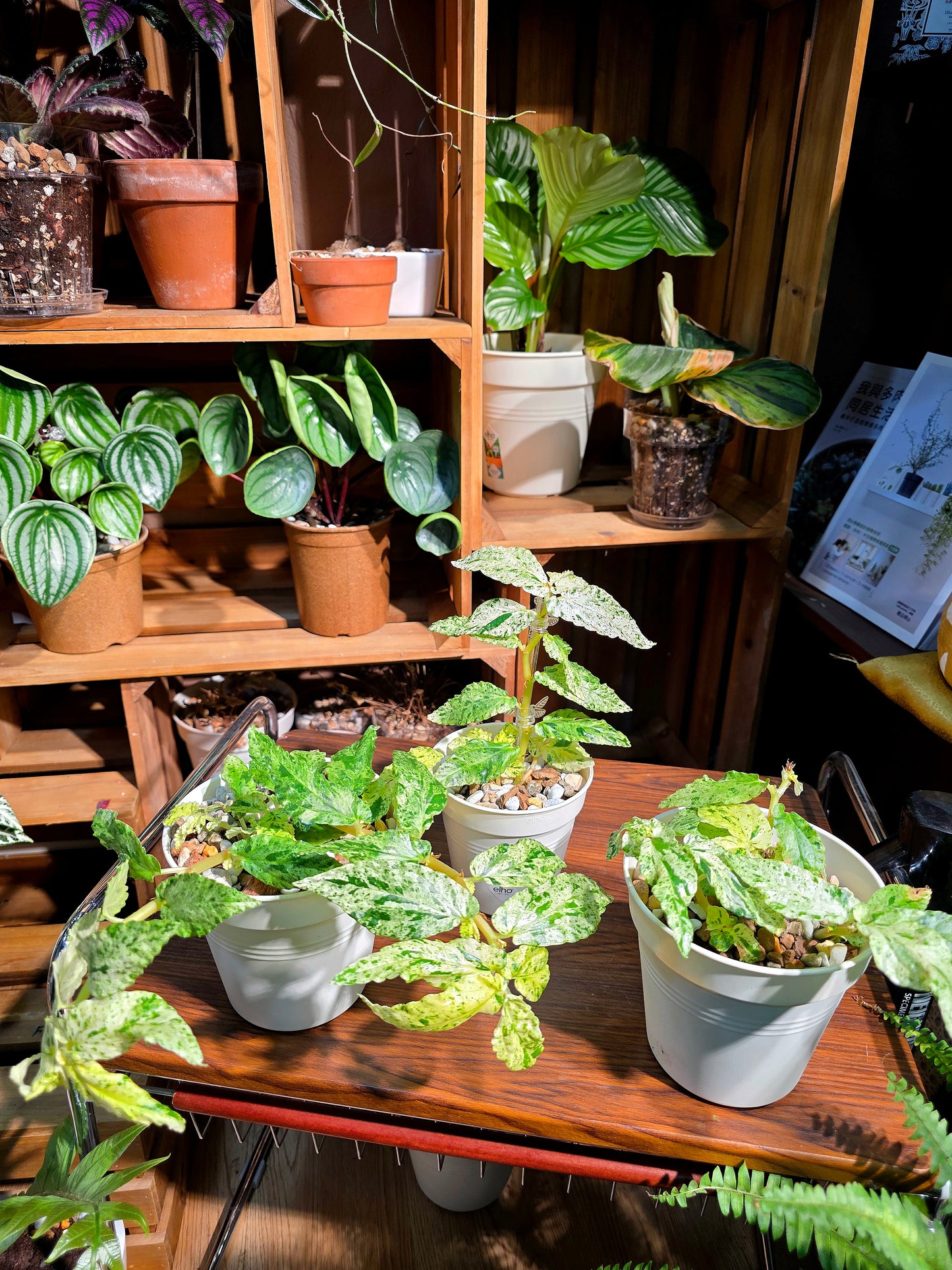 Pellionia repens variegated 薄荷吐煙花