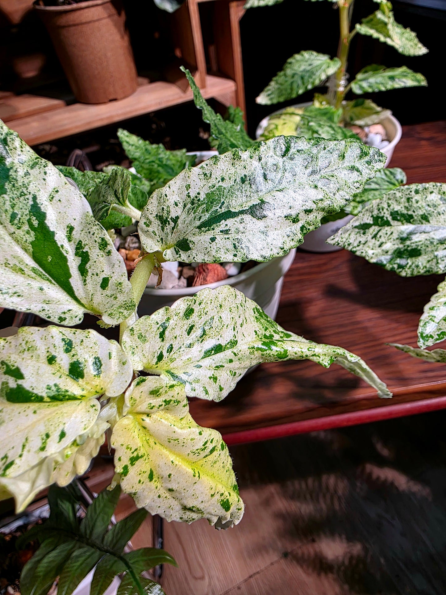 Pellionia repens variegated 薄荷吐煙花