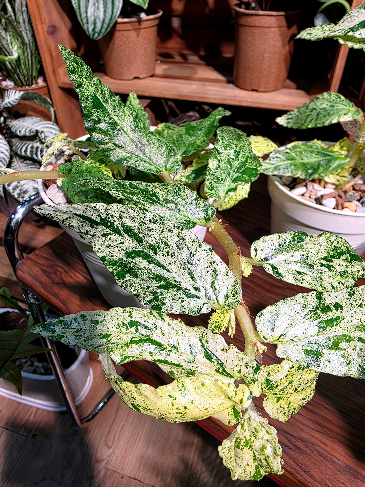 Pellionia repens variegated 薄荷吐煙花