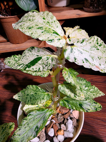 Pellionia repens variegated 薄荷吐煙花