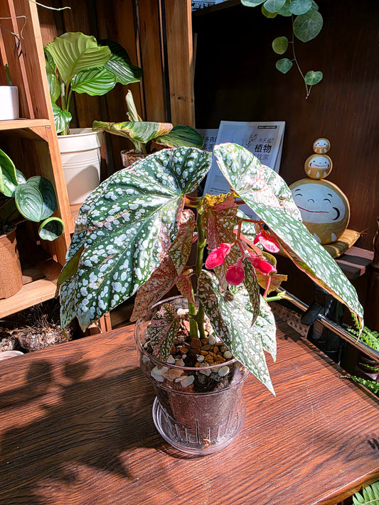 Begonia snow capped variegated 富士山錦秋海棠