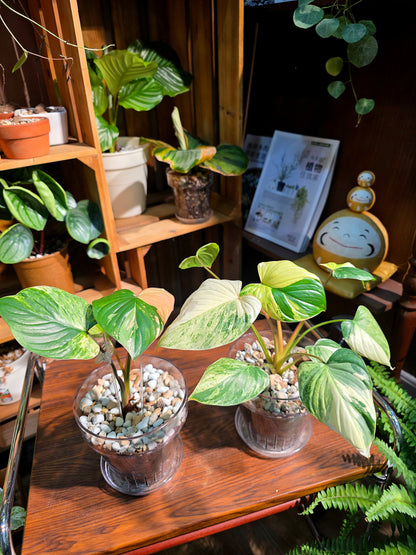 Homalomena variegated pink 粉錦團扇