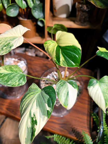 Homalomena variegated pink 粉錦團扇