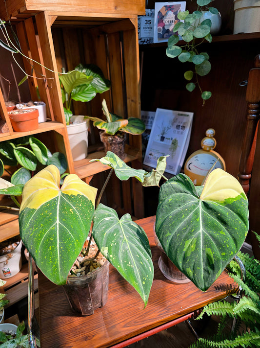 Philodendron gloriosum variegated 斑葉錦緞蔓綠絨