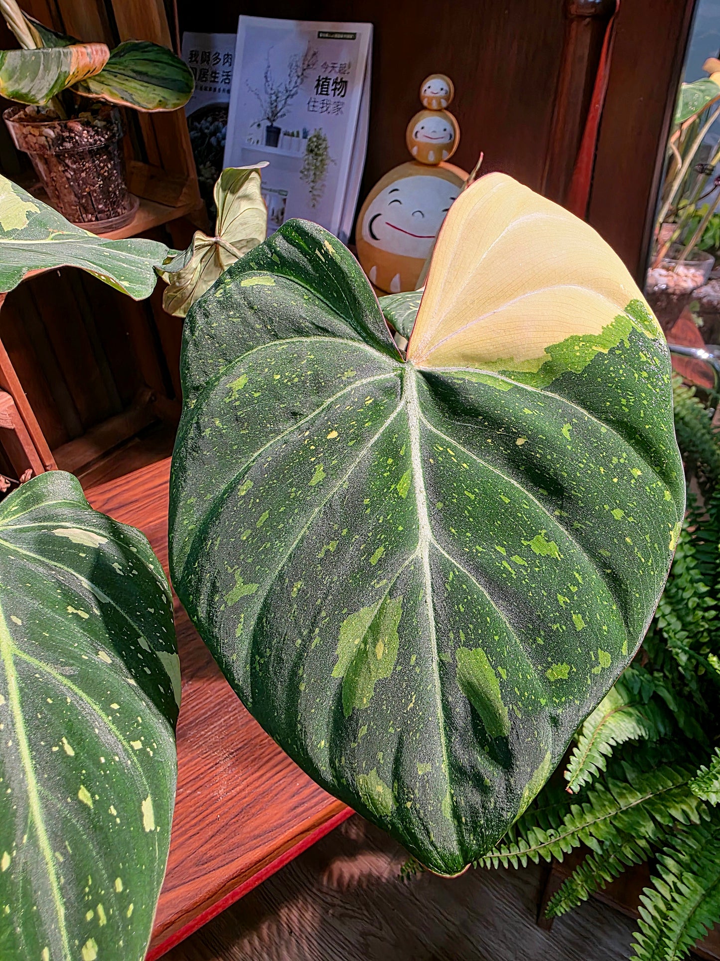 Philodendron gloriosum variegated 斑葉錦緞蔓綠絨