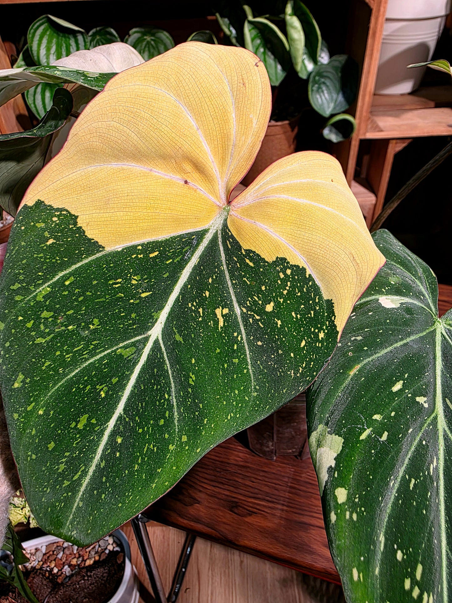 Philodendron gloriosum variegated 斑葉錦緞蔓綠絨