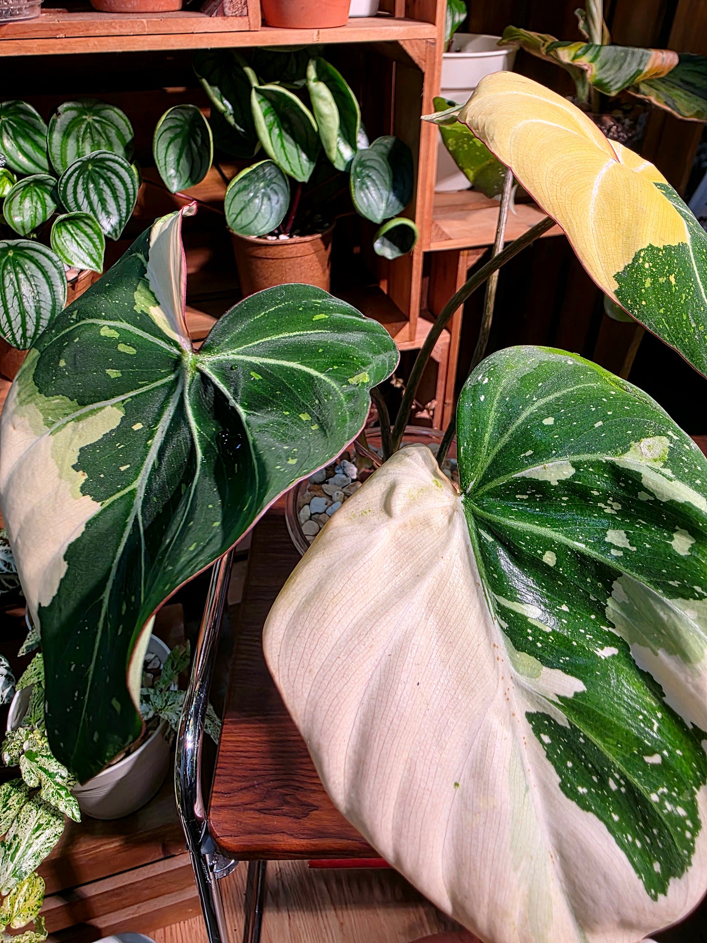 Philodendron gloriosum variegated 斑葉錦緞蔓綠絨