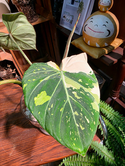 Philodendron gloriosum variegated 斑葉錦緞蔓綠絨