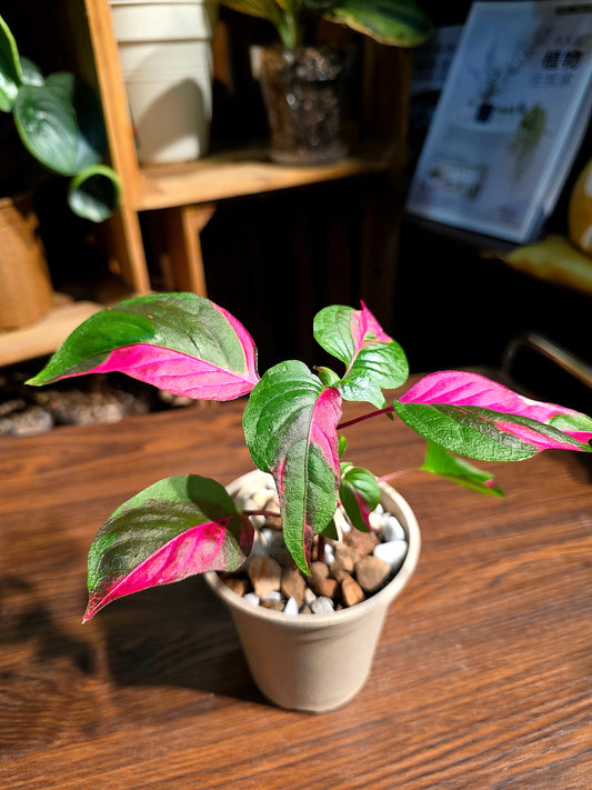 Alternanthera ficoidea partytime