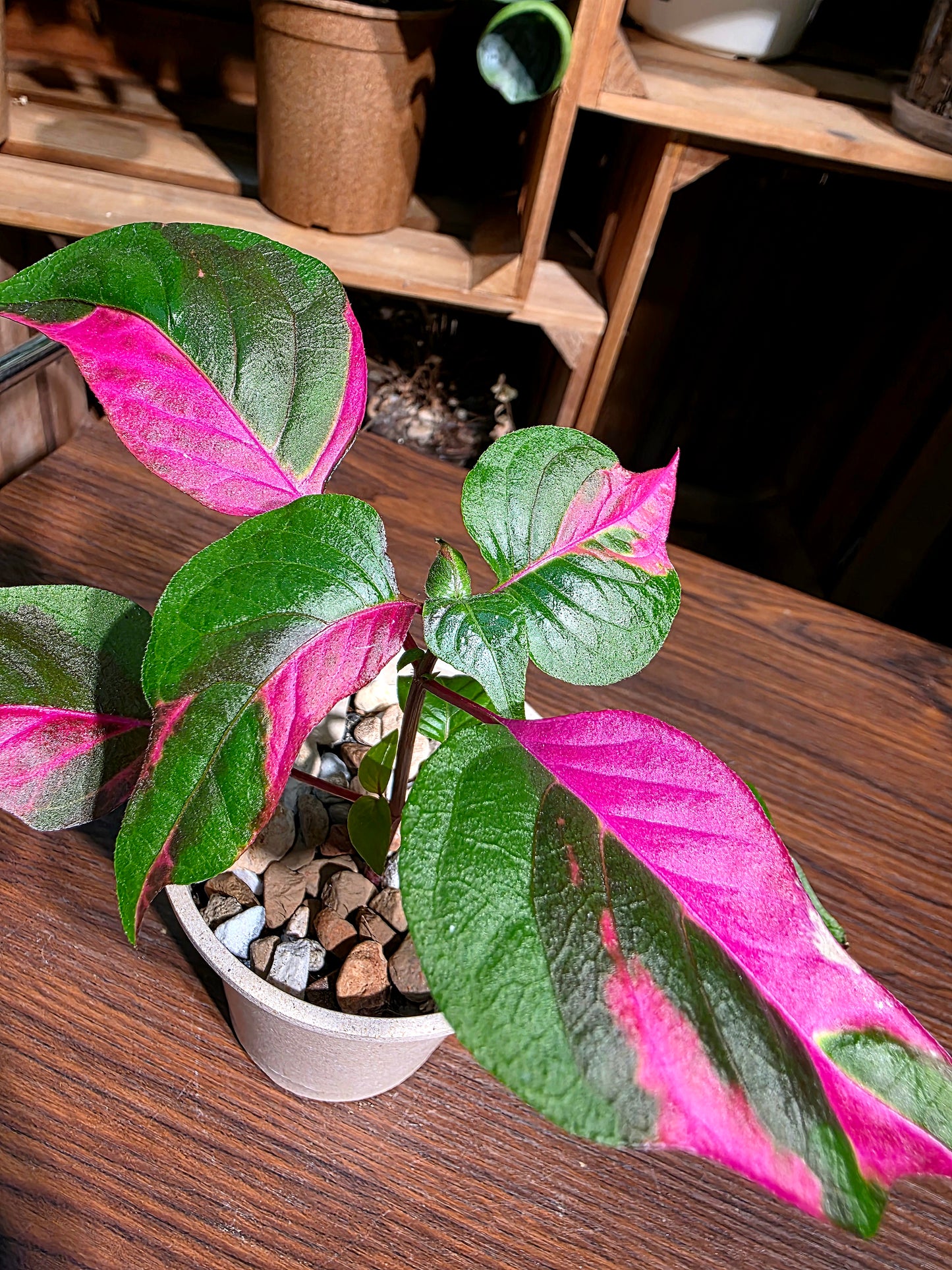 Alternanthera ficoidea partytime