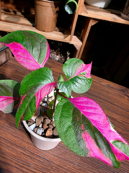 Alternanthera ficoidea partytime