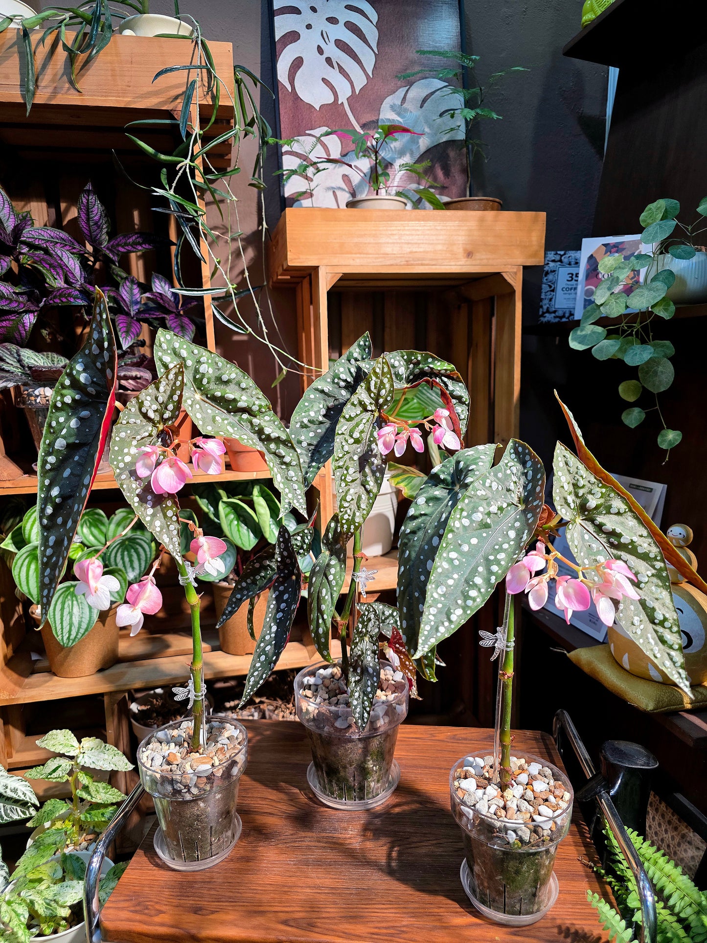 Begonia sierra mountion king 塞拉山王秋海棠