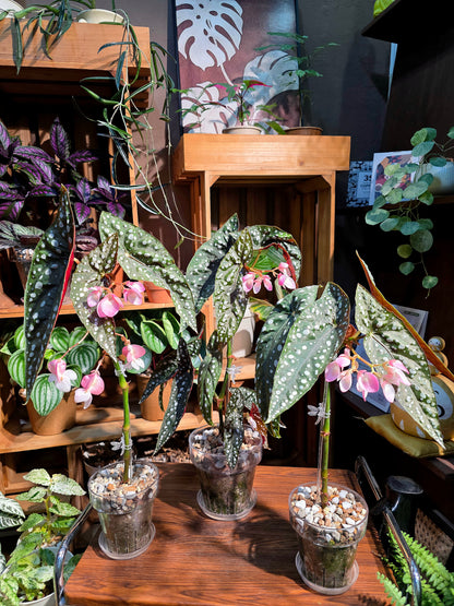 Begonia sierra mountion king 塞拉山王秋海棠