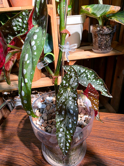 Begonia sierra mountion king 塞拉山王秋海棠