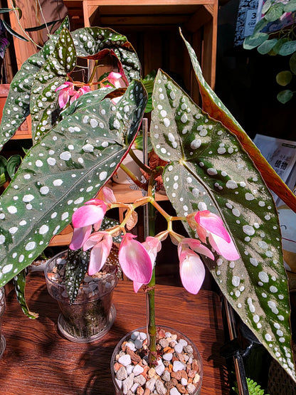 Begonia sierra mountion king 塞拉山王秋海棠